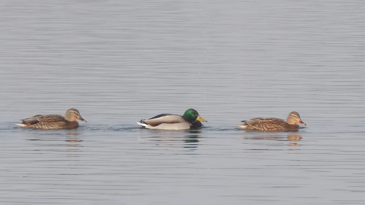 Canard colvert - ML643502993