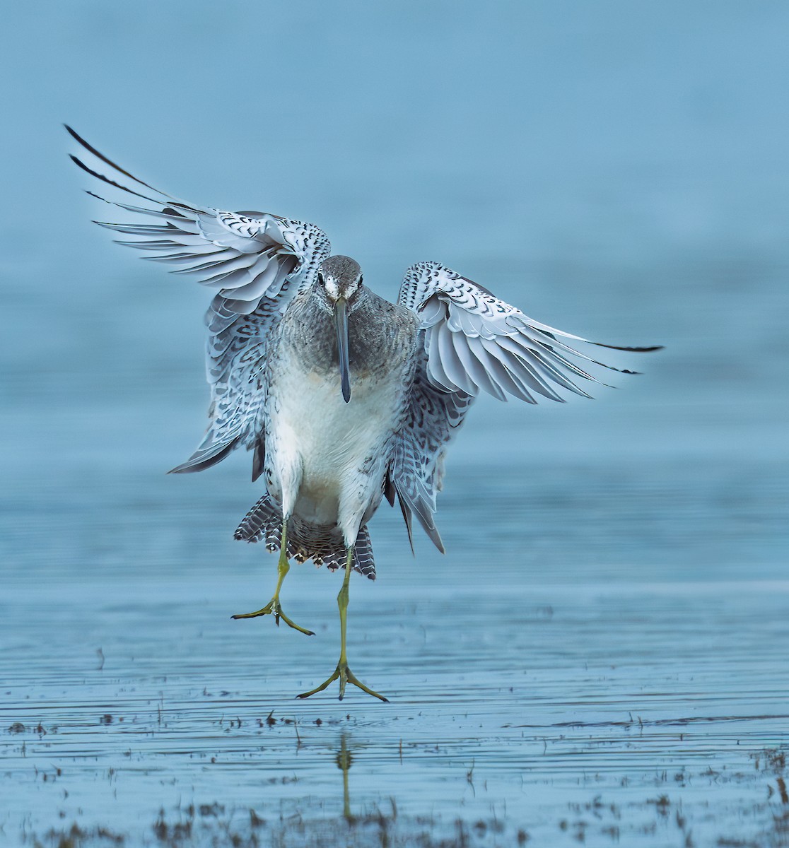 Long-billed Dowitcher - ML643502995