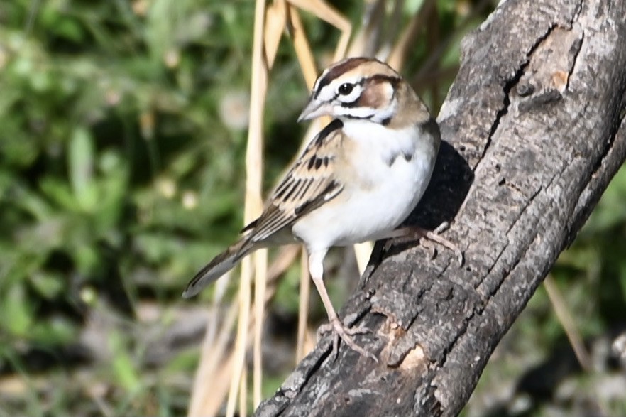 Lark Sparrow - ML643502998