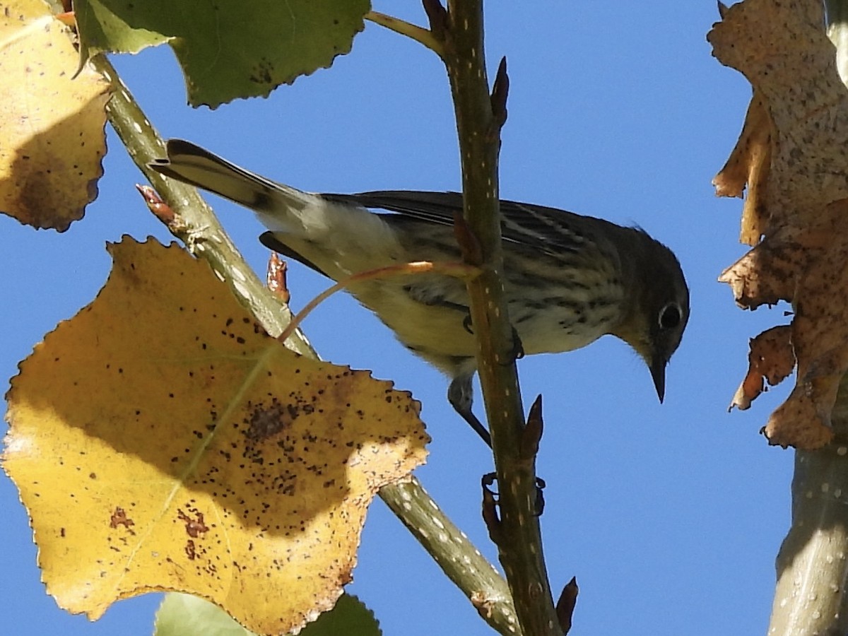 lesňáček žlutoskvrnný (ssp. coronata) - ML643502999