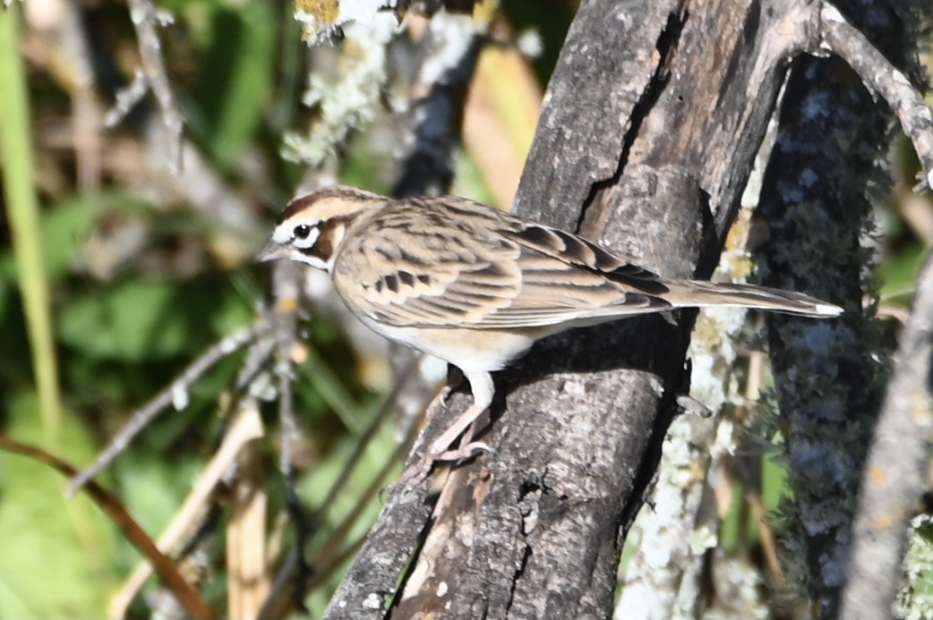 Lark Sparrow - ML643503003