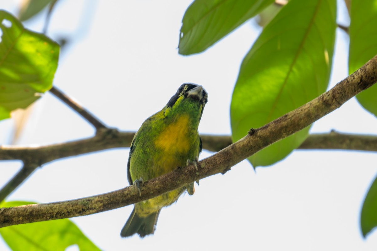 Танагра золотогруда - ML643503006