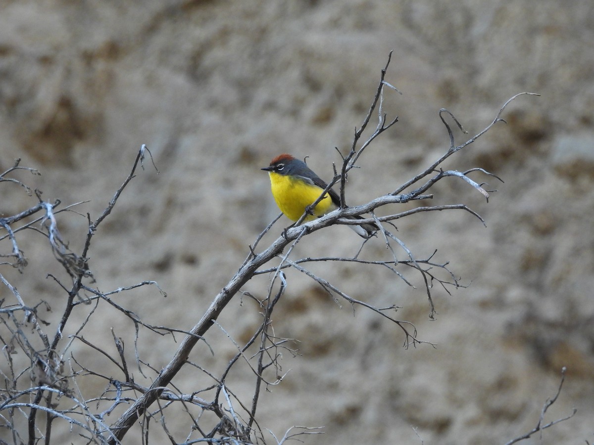Brown-capped Redstart - ML643503008