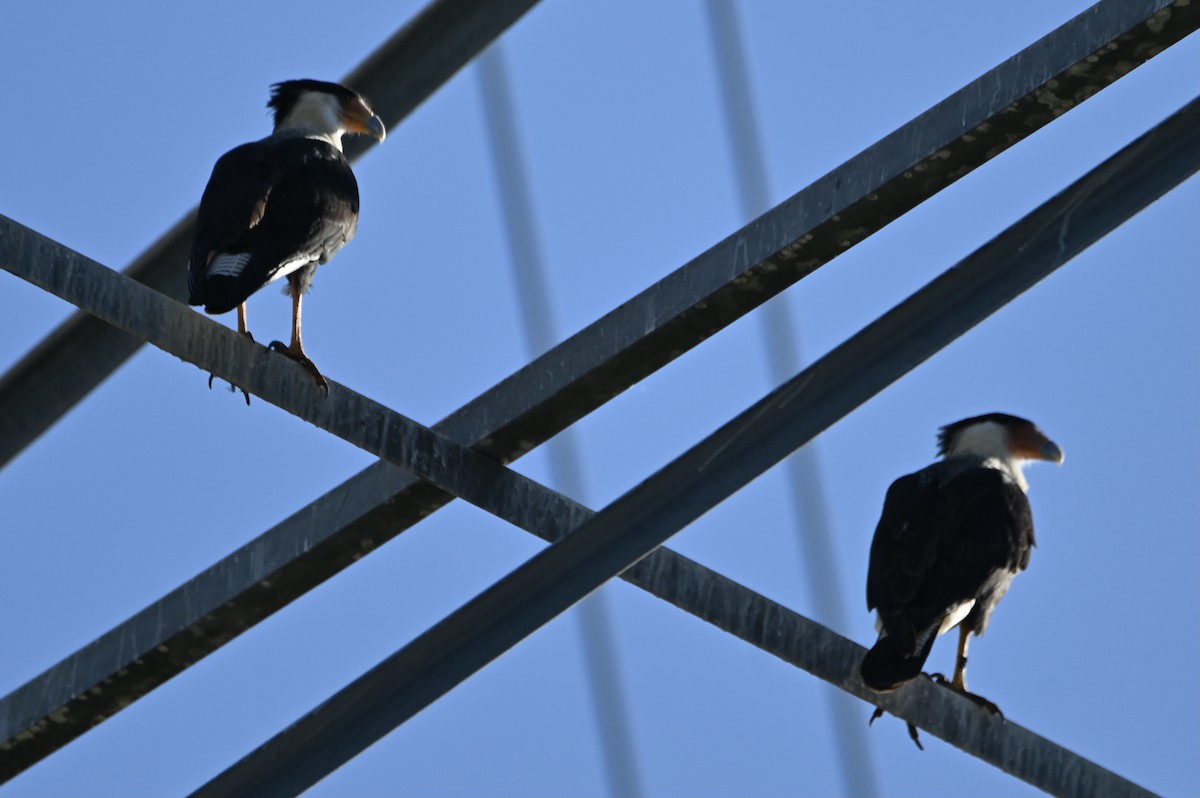 Crested Caracara (Northern) - ML643503009