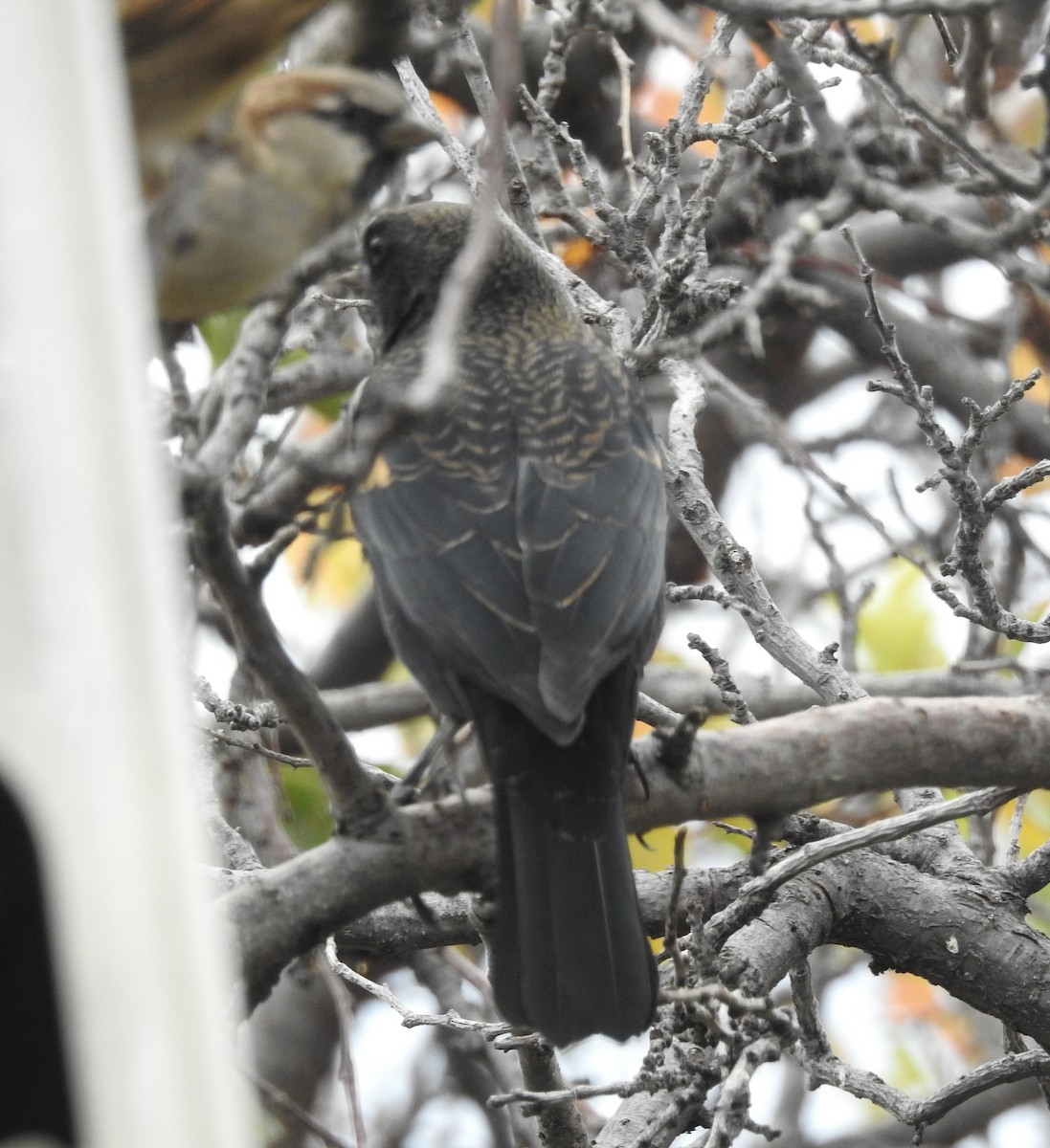 Red-winged Blackbird - ML643503010