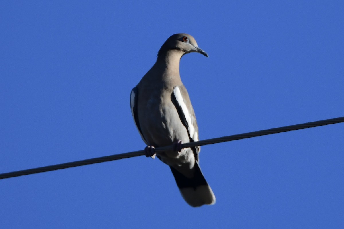 Tourterelle à ailes blanches - ML643503015