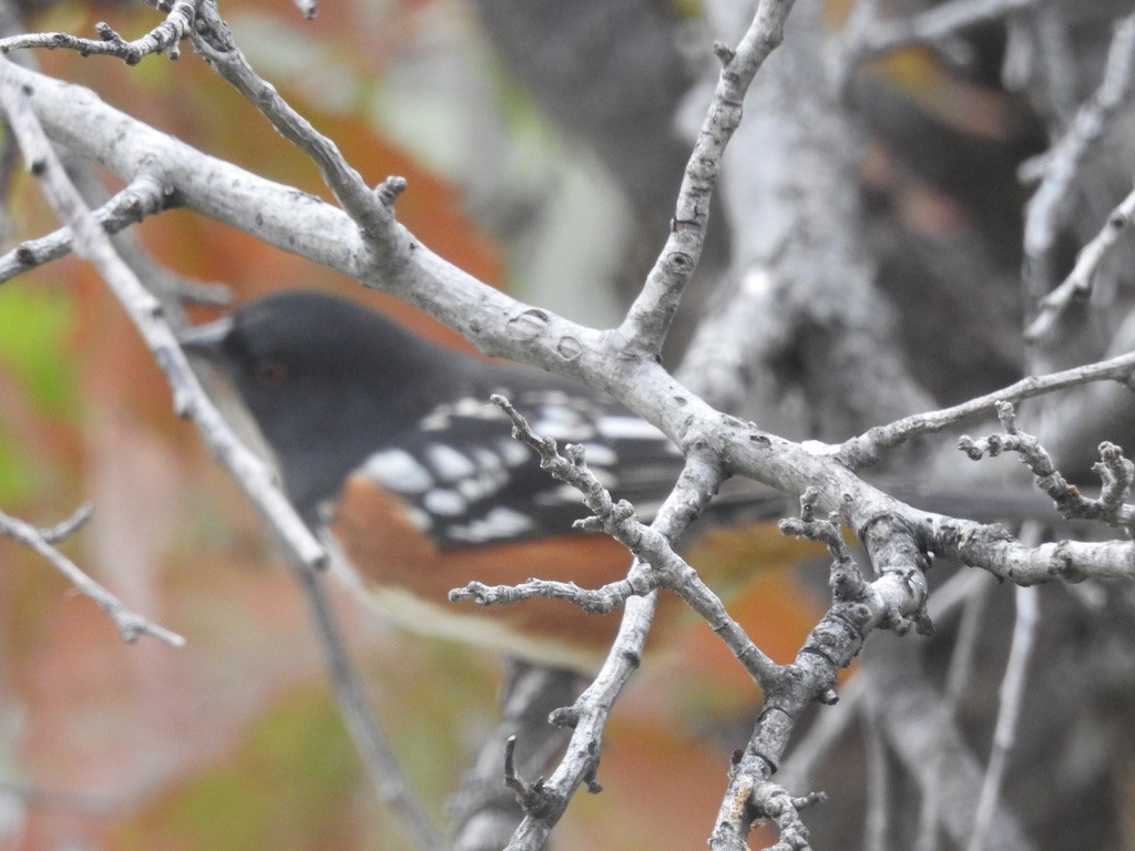 Spotted Towhee - ML643503018