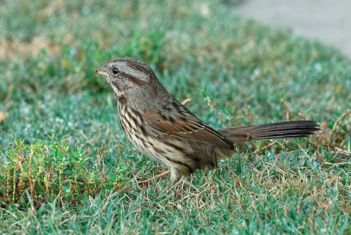 Song Sparrow - ML643503027