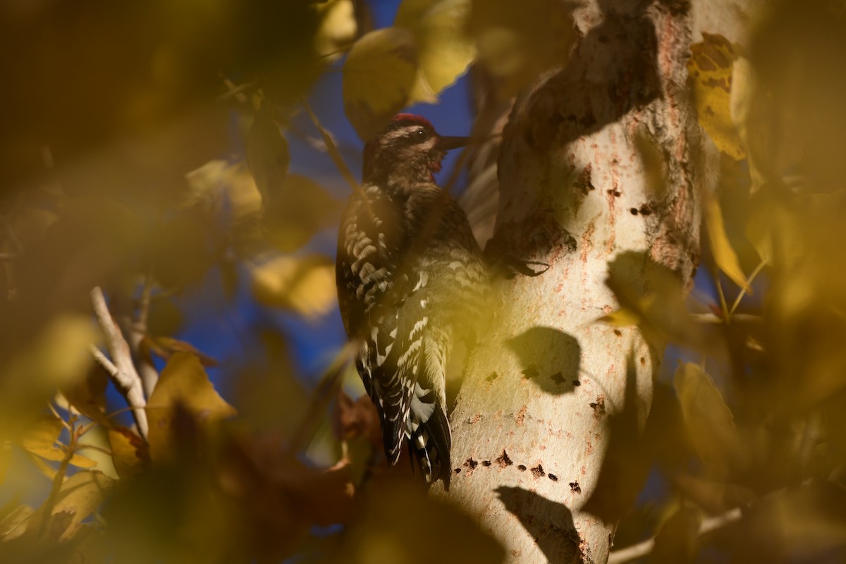 Red-naped Sapsucker - ML643503031