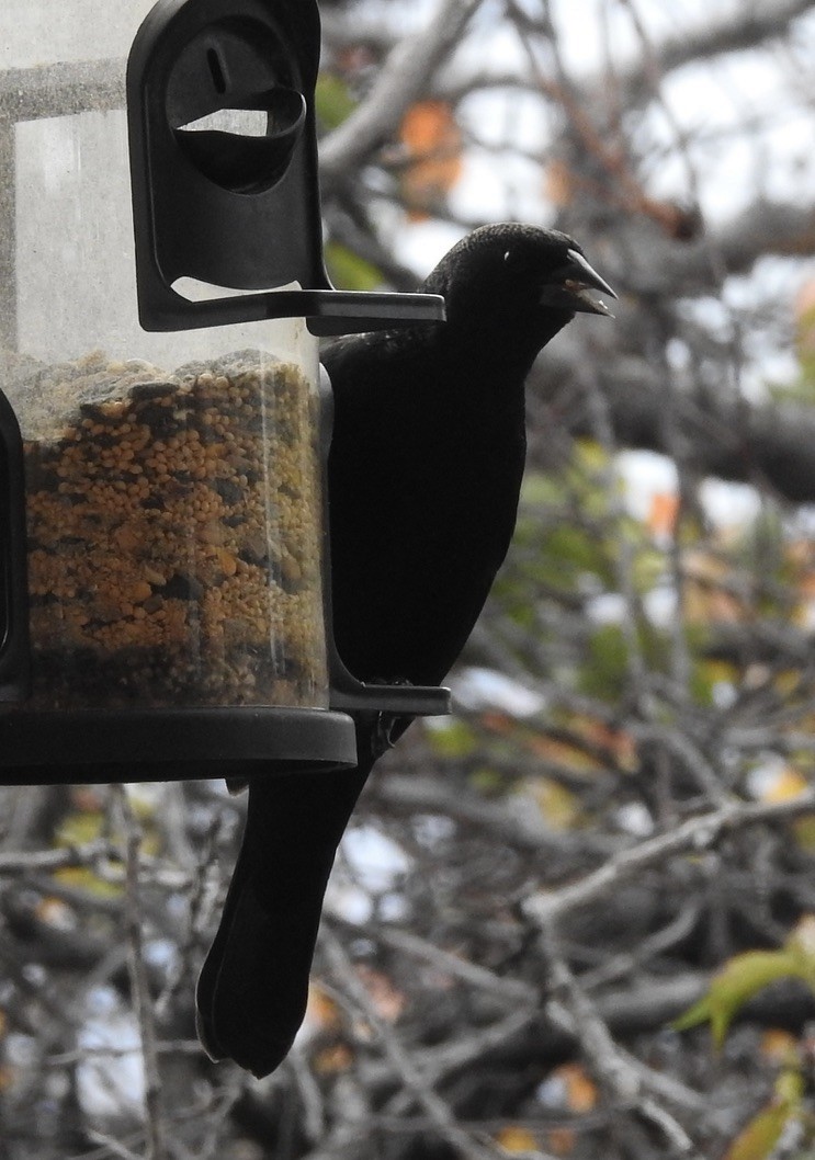 Red-winged Blackbird - ML643503037
