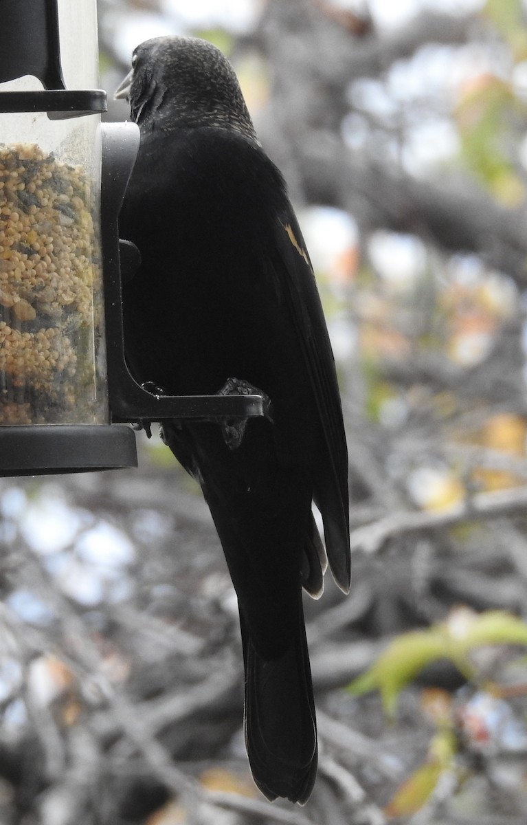 Red-winged Blackbird - ML643503045