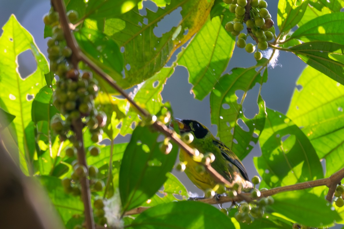 Танагра золотогруда - ML643503056