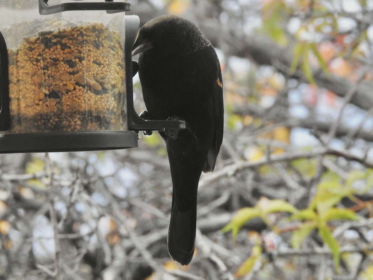 Red-winged Blackbird - ML643503058