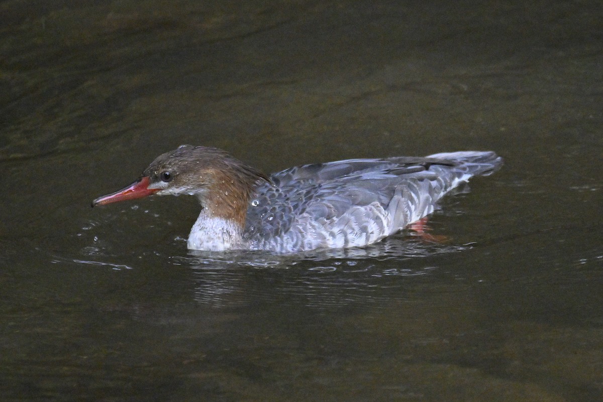 Common Merganser - ML643503095