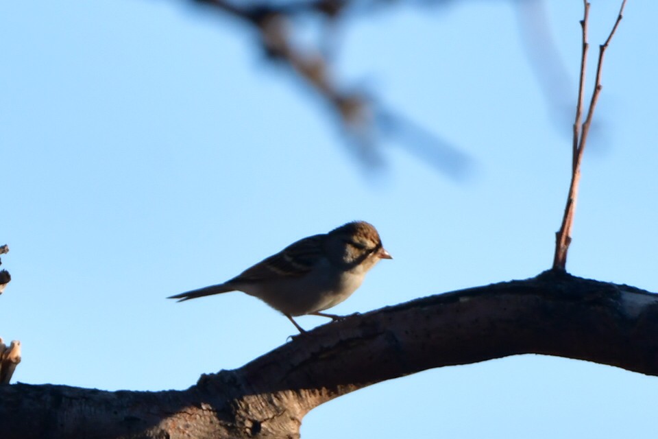Chipping Sparrow - ML643503107