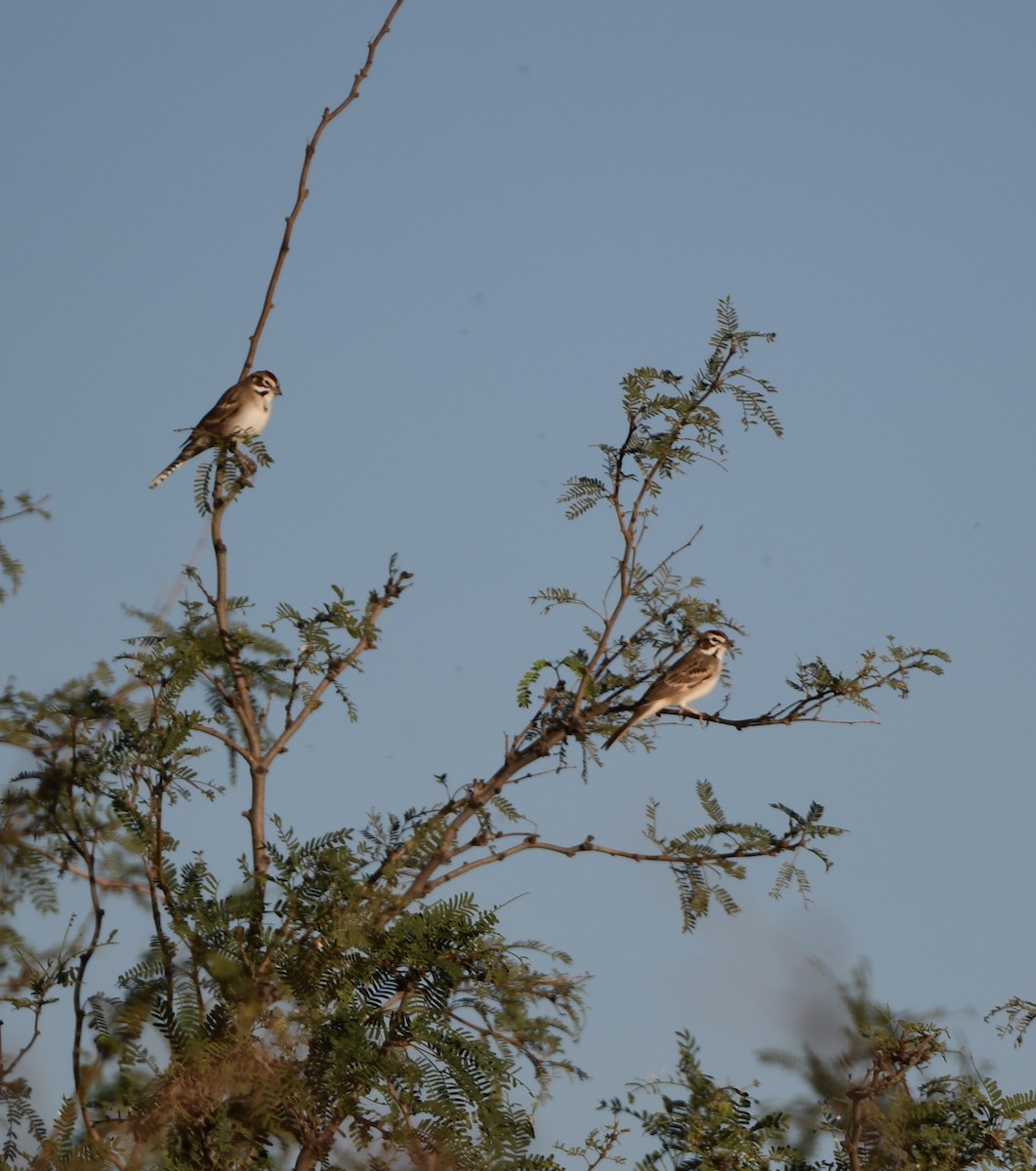 Lark Sparrow - ML643503122