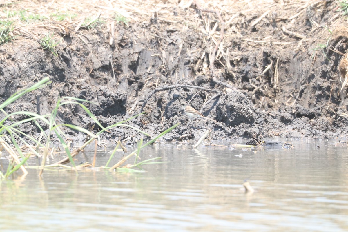 Cape Wagtail - ML643503138