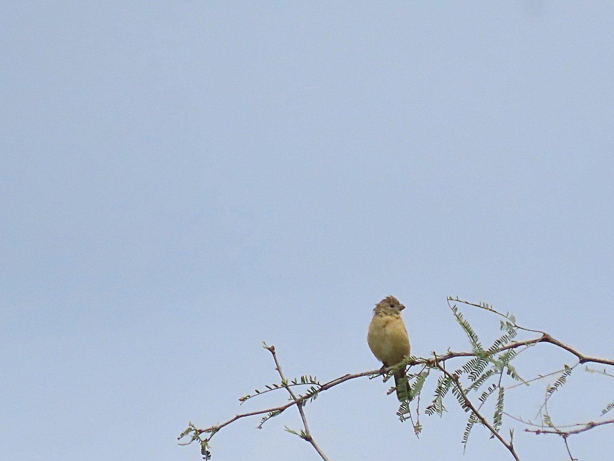 Cinnamon-rumped Seedeater - ML643503140