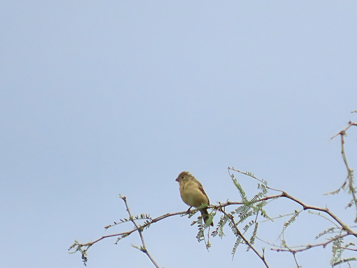 Cinnamon-rumped Seedeater - ML643503141