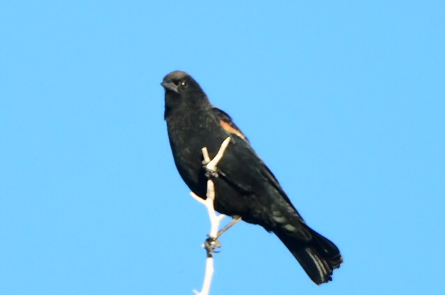 Red-winged Blackbird - ML643503155