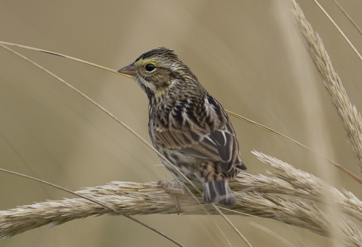 Savannah Sparrow (Savannah) - ML643503156