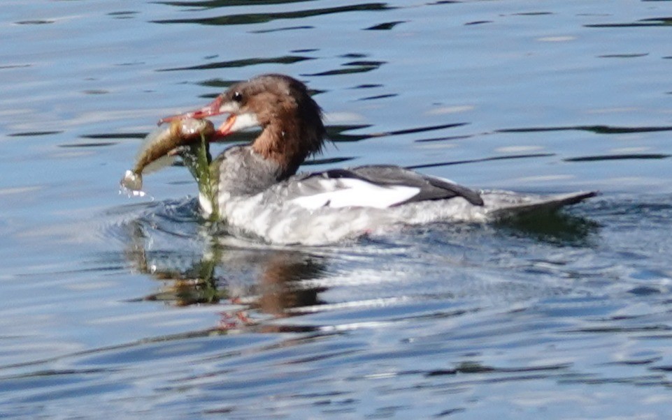 Common Merganser - ML643503211