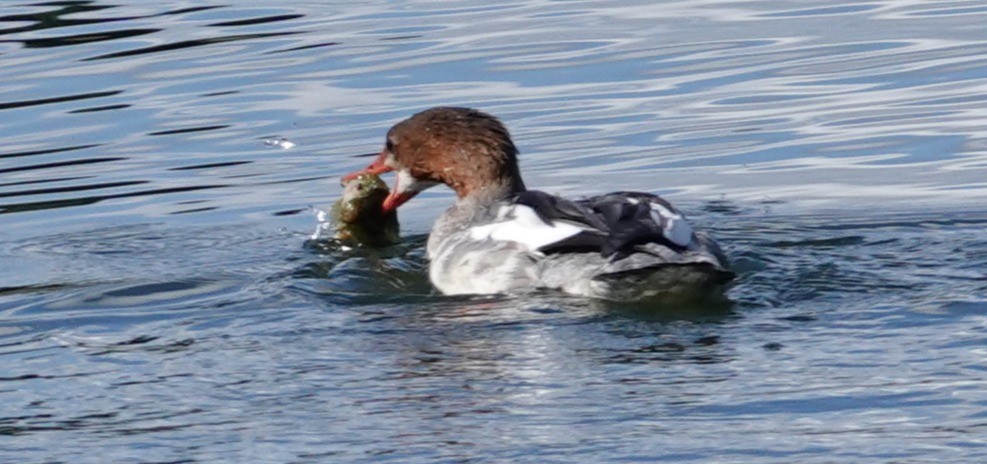 Common Merganser - ML643503212