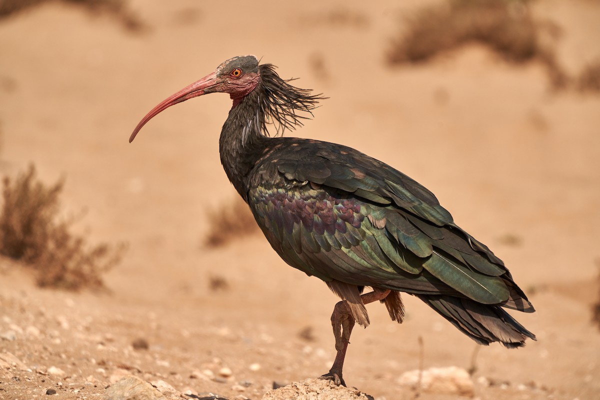 Northern Bald Ibis - ML643503227