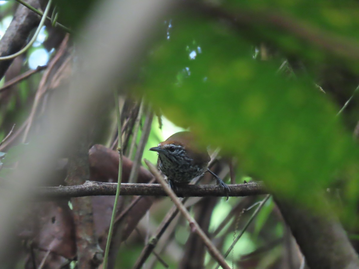 Spot-breasted Wren - ML643503266