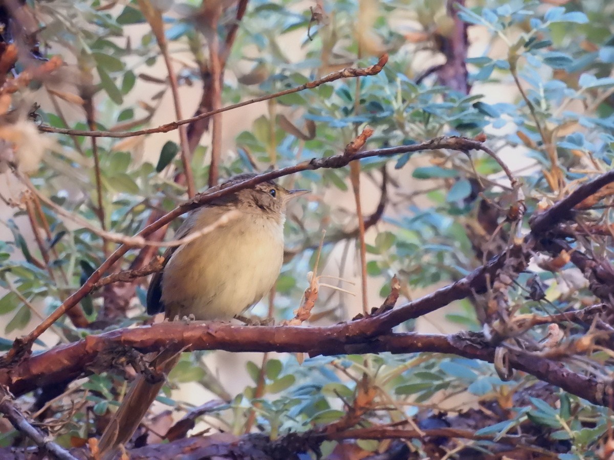 Maquis Canastero - ML643503273