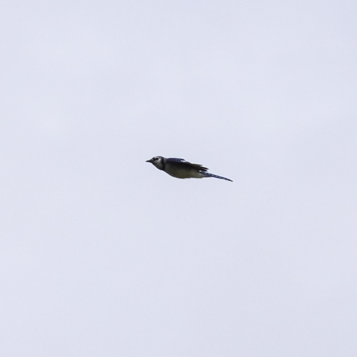 Blue Jay - ML643503290