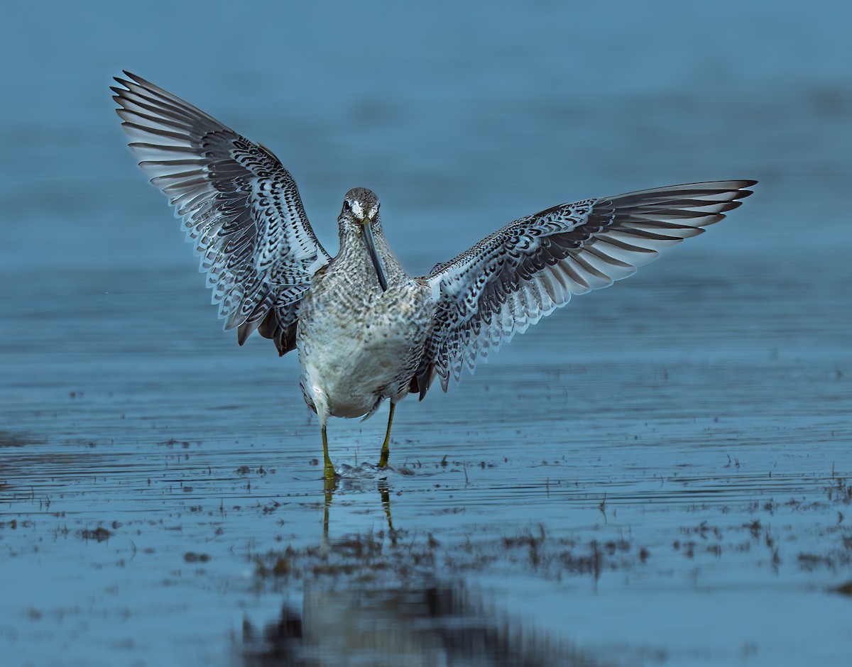 Long-billed Dowitcher - ML643503295