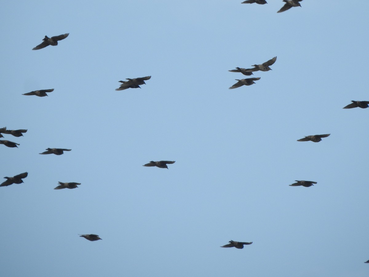 European Starling - ML643503296