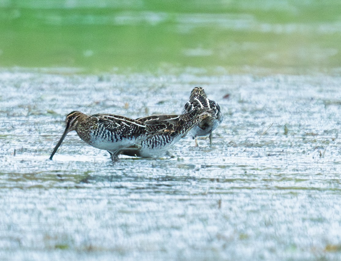 Wilson's Snipe - ML643503303