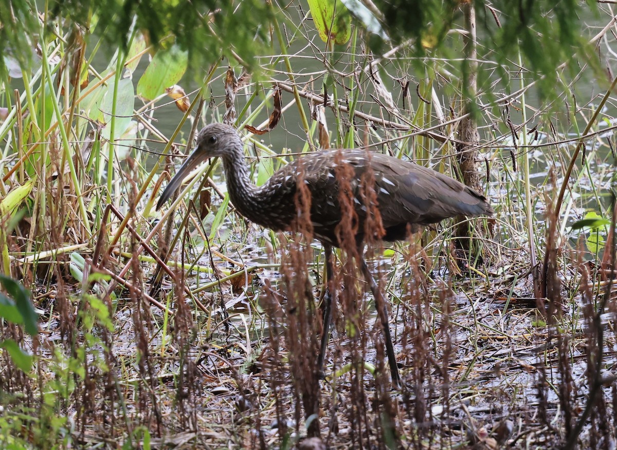 Limpkin - ML643503305