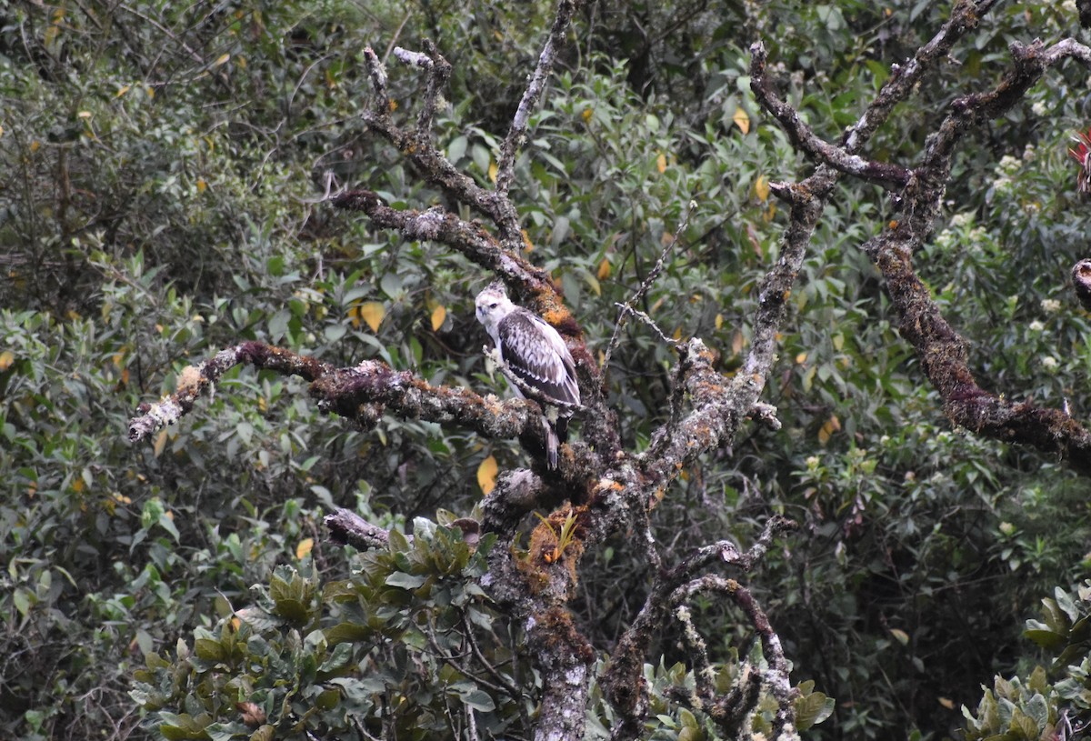 Black-and-chestnut Eagle - ML643503307