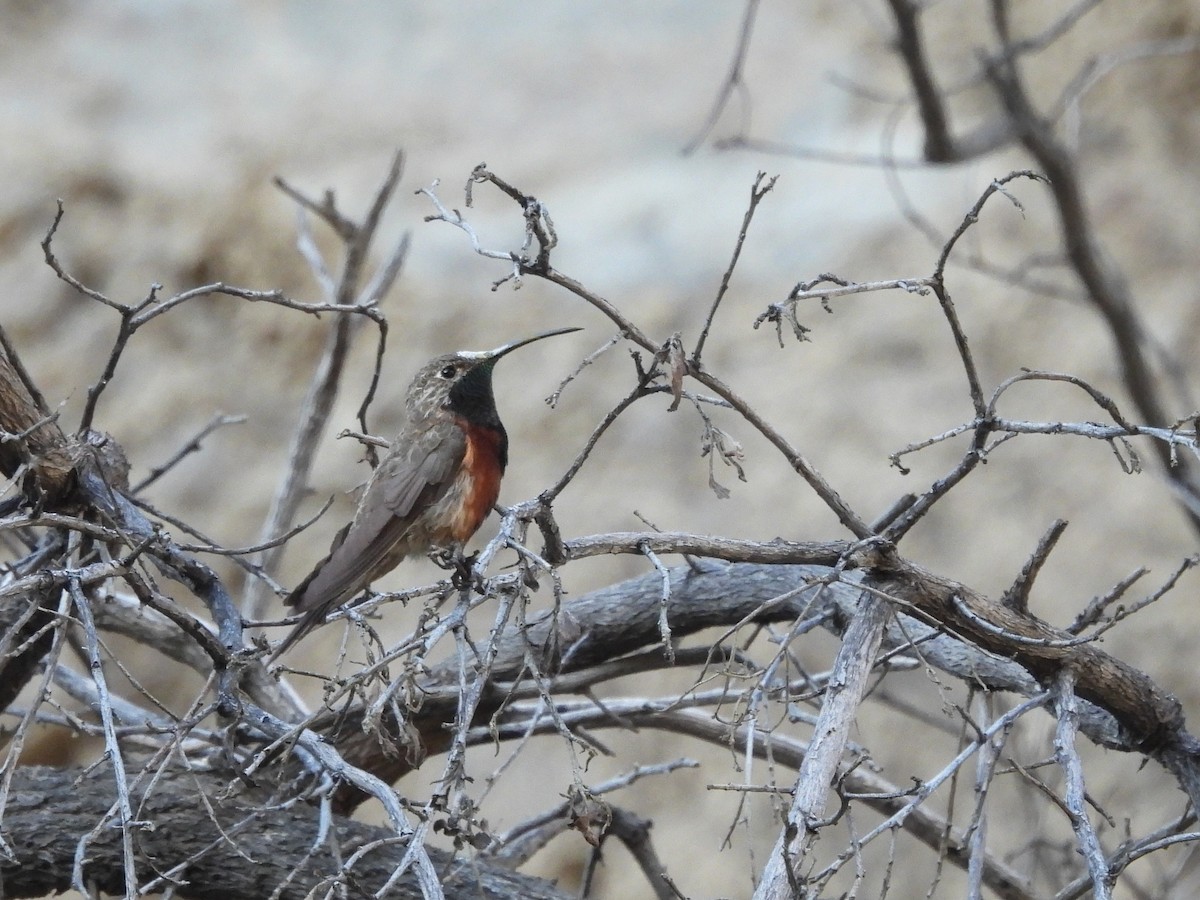 Wedge-tailed Hillstar - ML643503318
