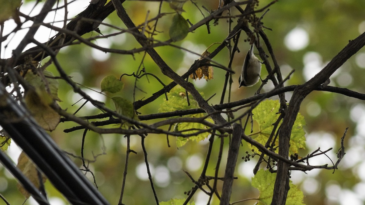 Carolina Chickadee - ML643503322