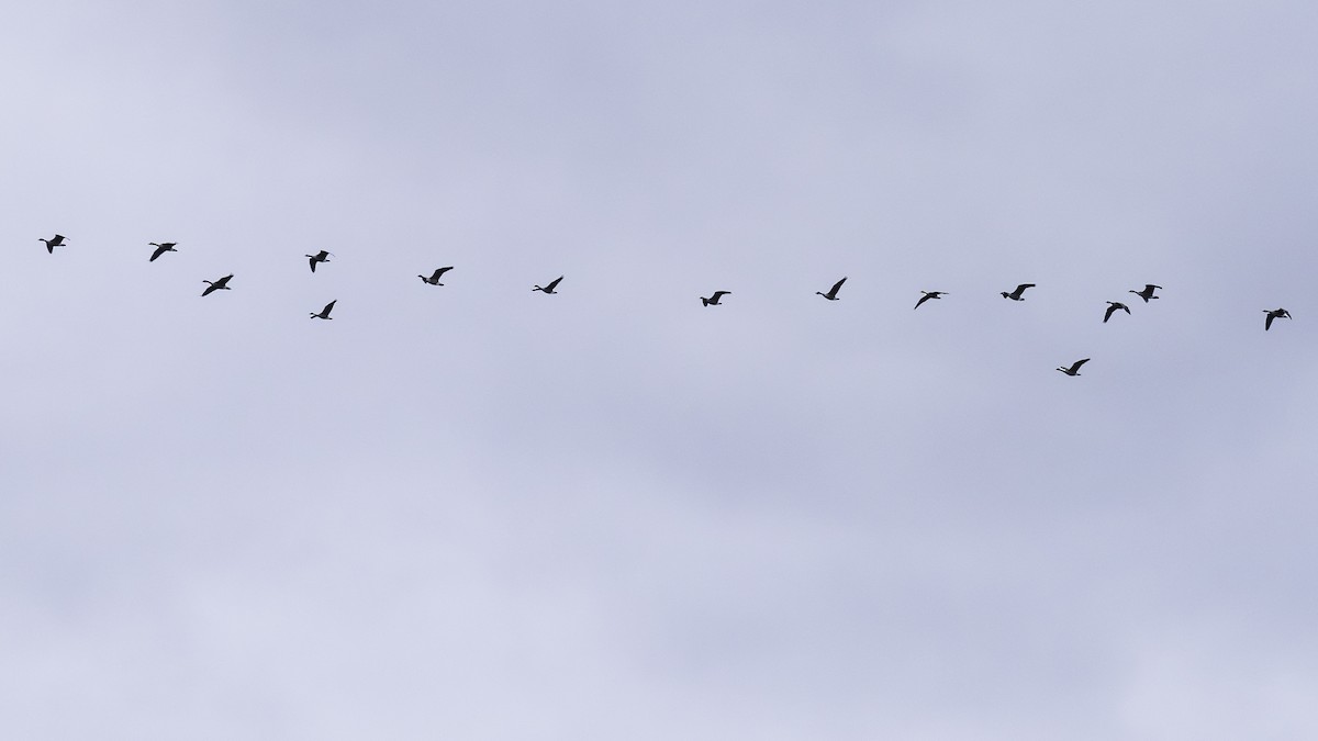 Branta kanadar handia - ML643503333