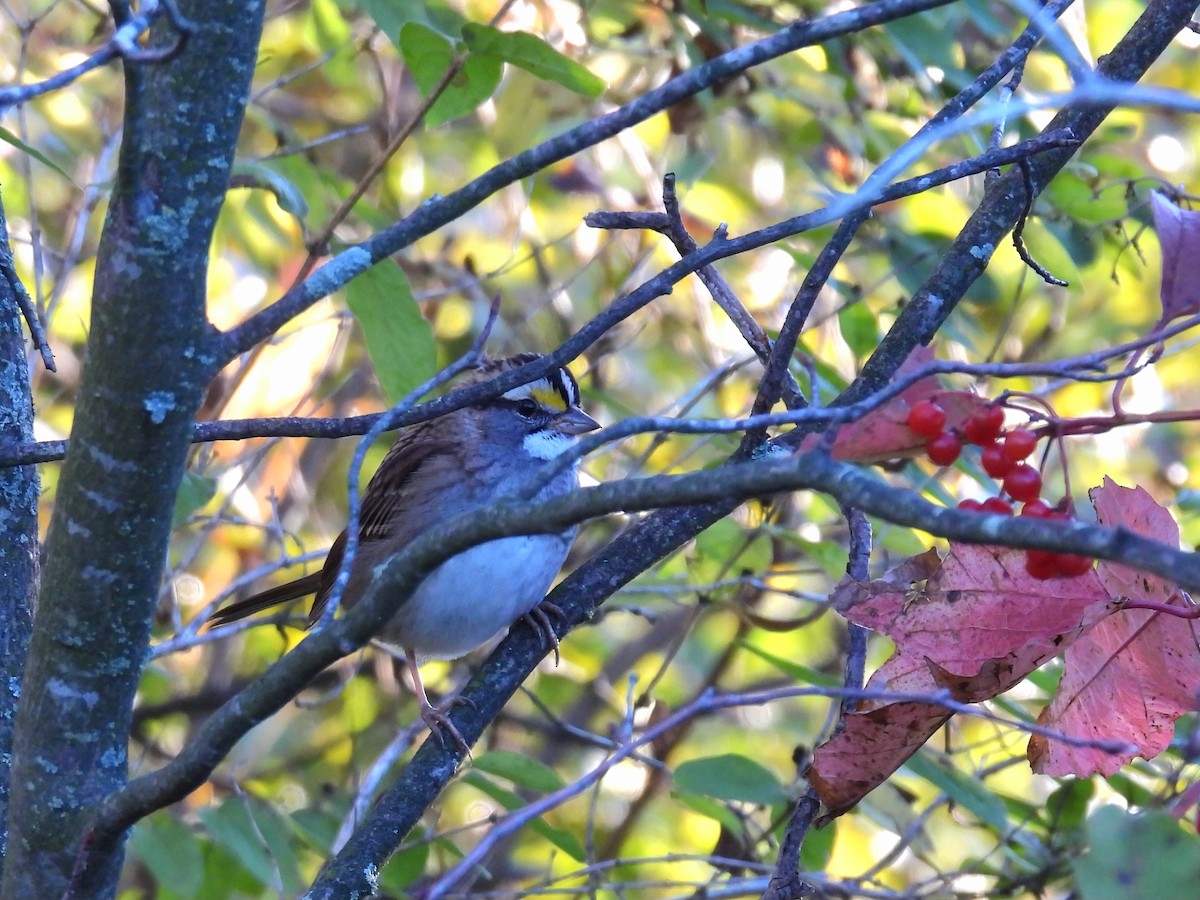 White-throated Sparrow - ML643503335