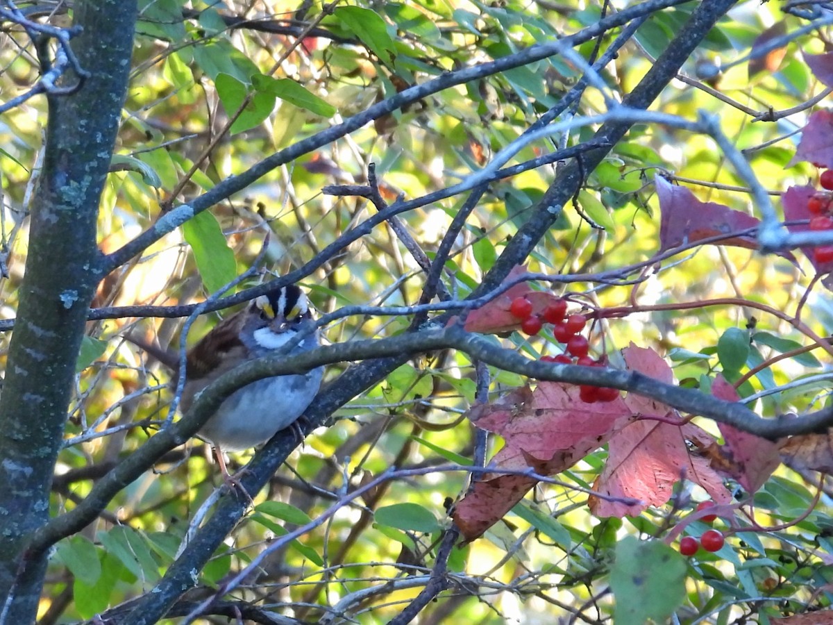 White-throated Sparrow - ML643503336