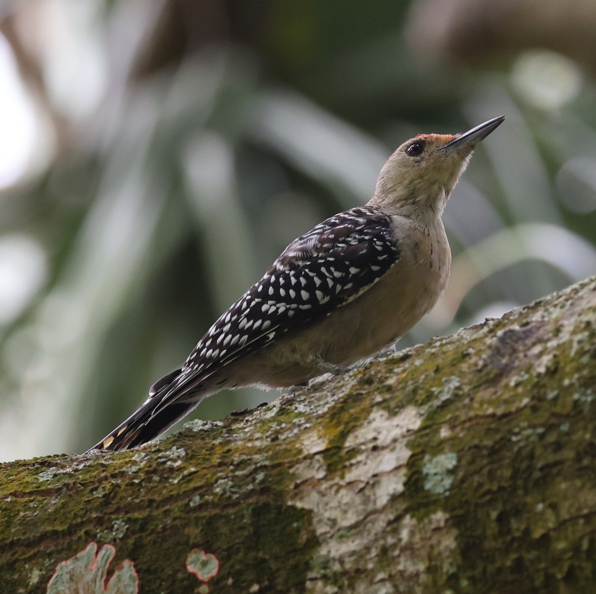 Red-bellied Woodpecker - ML643503337