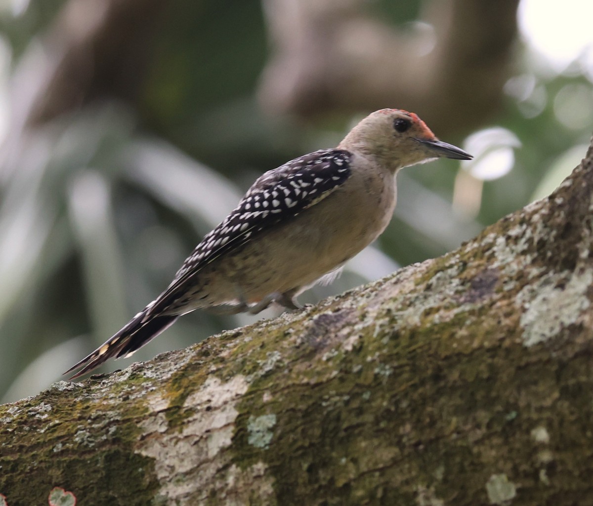 Red-bellied Woodpecker - ML643503338