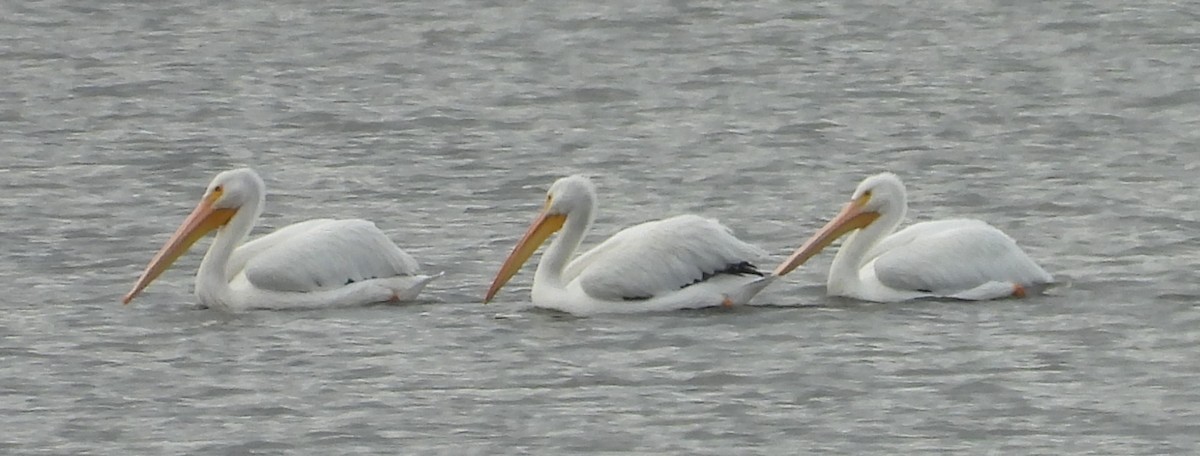 American White Pelican - ML643503339
