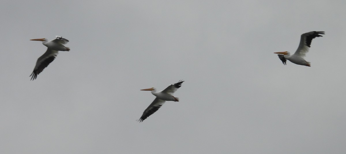 American White Pelican - ML643503340