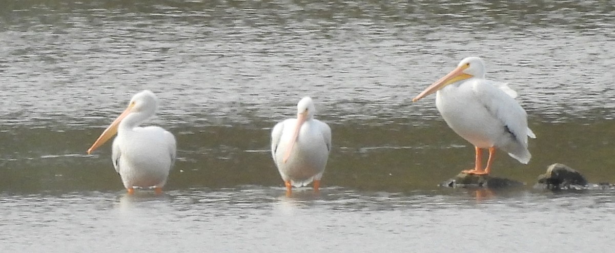 American White Pelican - ML643503341