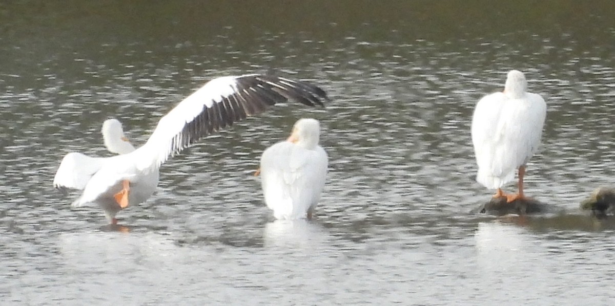 American White Pelican - ML643503342