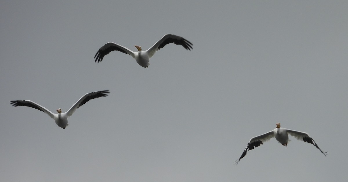 American White Pelican - ML643503343