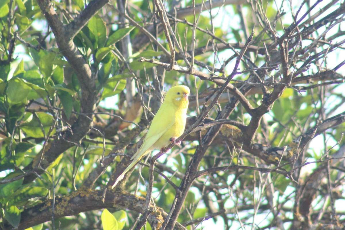 Budgerigar (Domestic type) - ML643503345