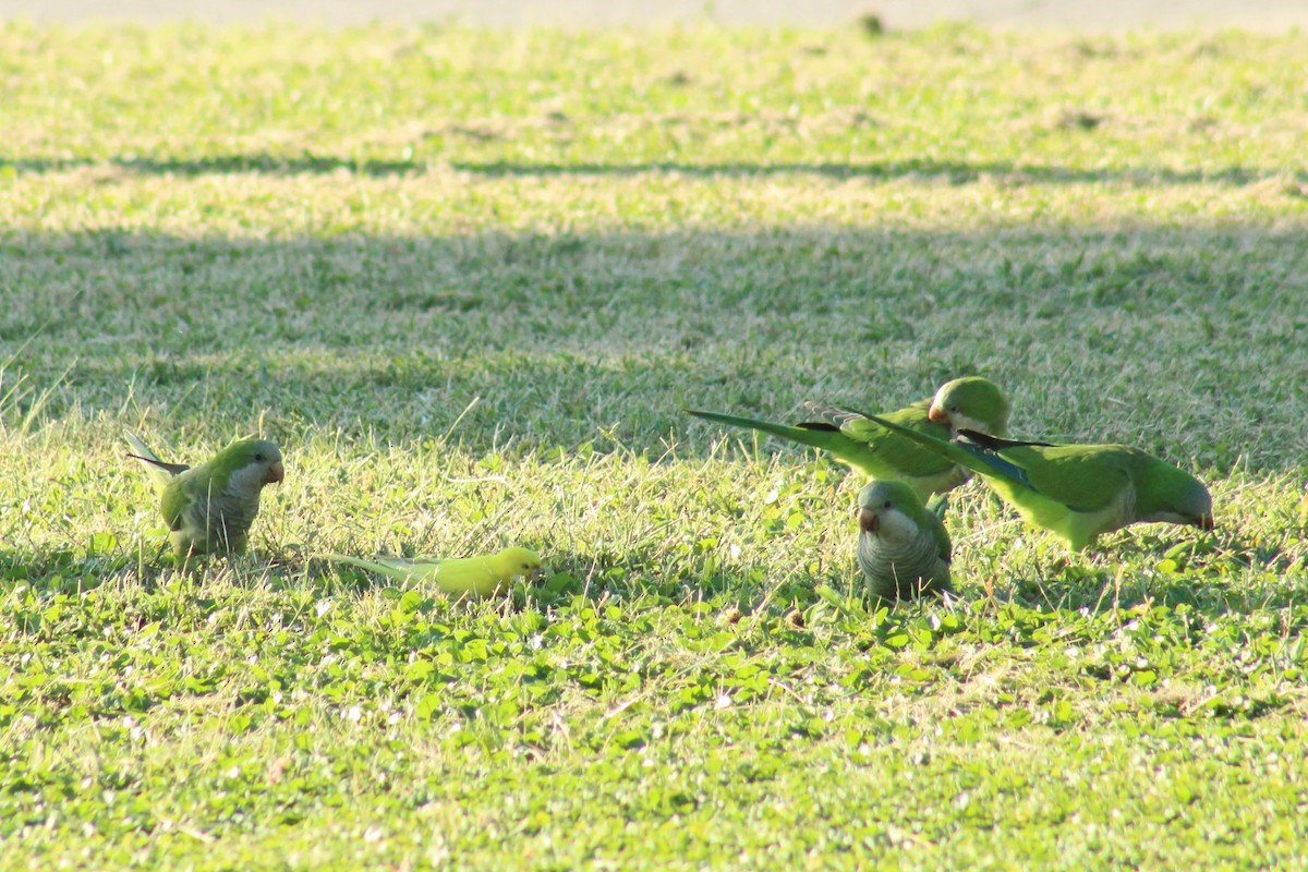 Budgerigar (Domestic type) - ML643503346
